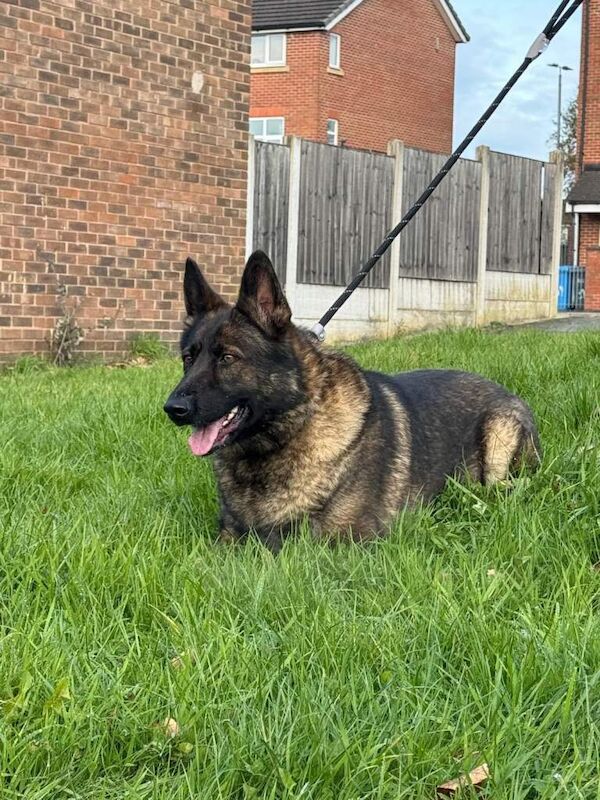 German Shepherd puppies for sale in Salford, Greater Manchester – KC registered, 4 years old