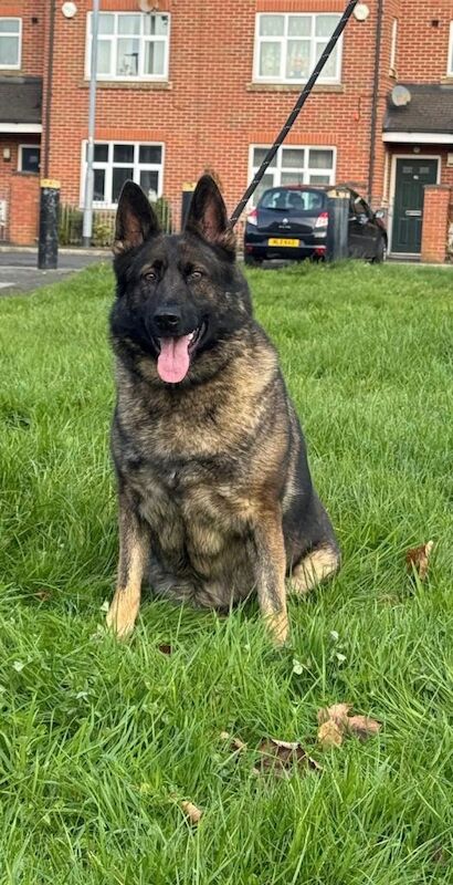 German Shepherd puppies for sale in Salford, Greater Manchester – KC registered, 4 years old - Image 2 of 6