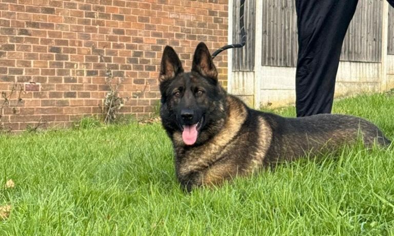 German Shepherd puppies for sale in Salford, Greater Manchester – KC registered, 4 years old - Image 3 of 6