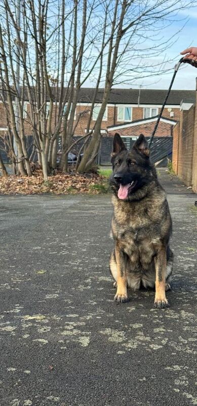 German Shepherd puppies for sale in Salford, Greater Manchester – KC registered, 4 years old - Image 4 of 6
