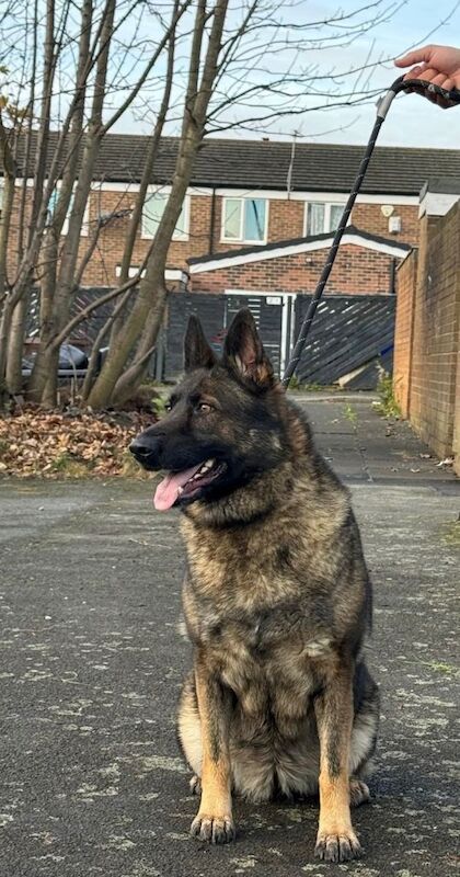 German Shepherd puppies for sale in Salford, Greater Manchester – KC registered, 4 years old - Image 5 of 6