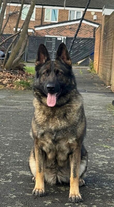 German Shepherd puppies for sale in Salford, Greater Manchester – KC registered, 4 years old - Image 6 of 6