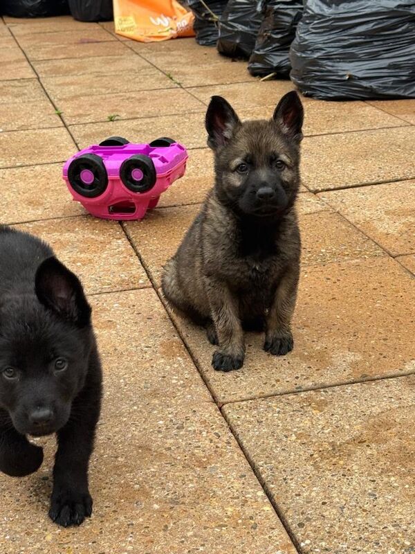 German Shepherd Puppies For Sale
