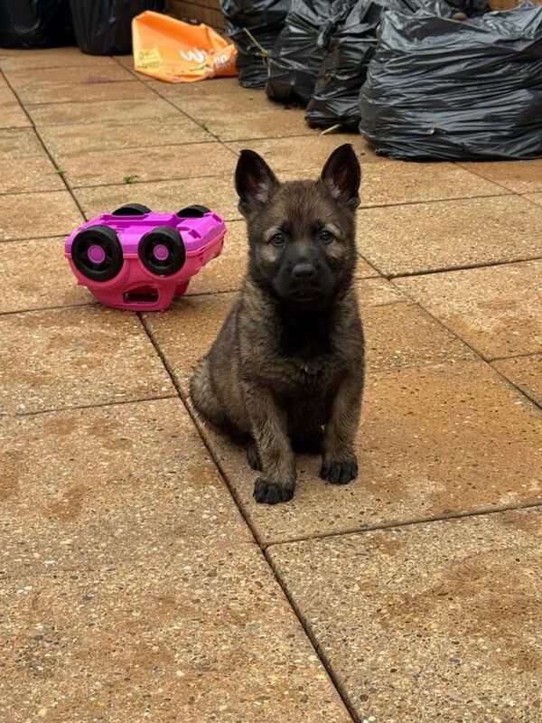 Czech german shepherd pups available - Image 2 of 4
