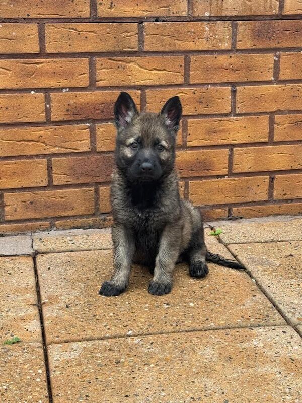 Czech german shepherd pups available - Image 3 of 4