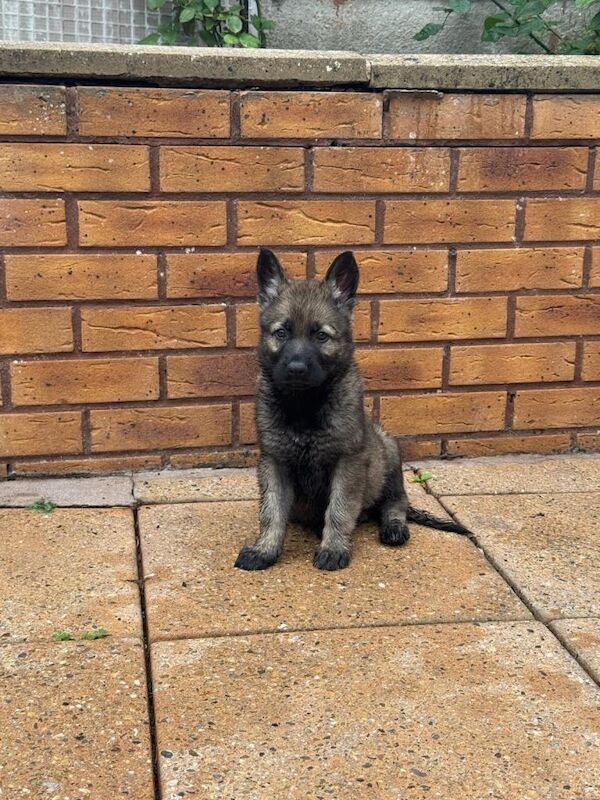 Czech german shepherd pups available - Image 4 of 4