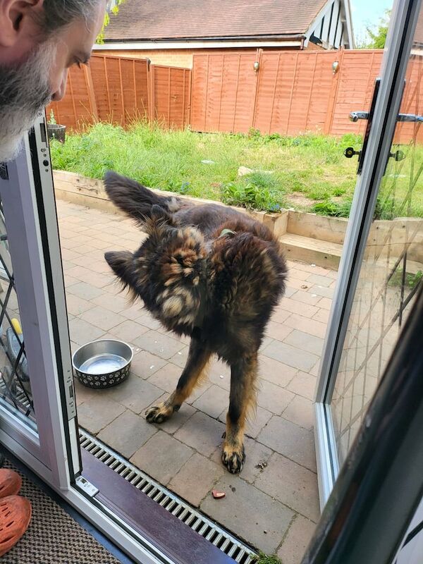 CZECH GERMAN SHEPHERD....FREE...FREE for sale in Harrow, Greater London | Image 2