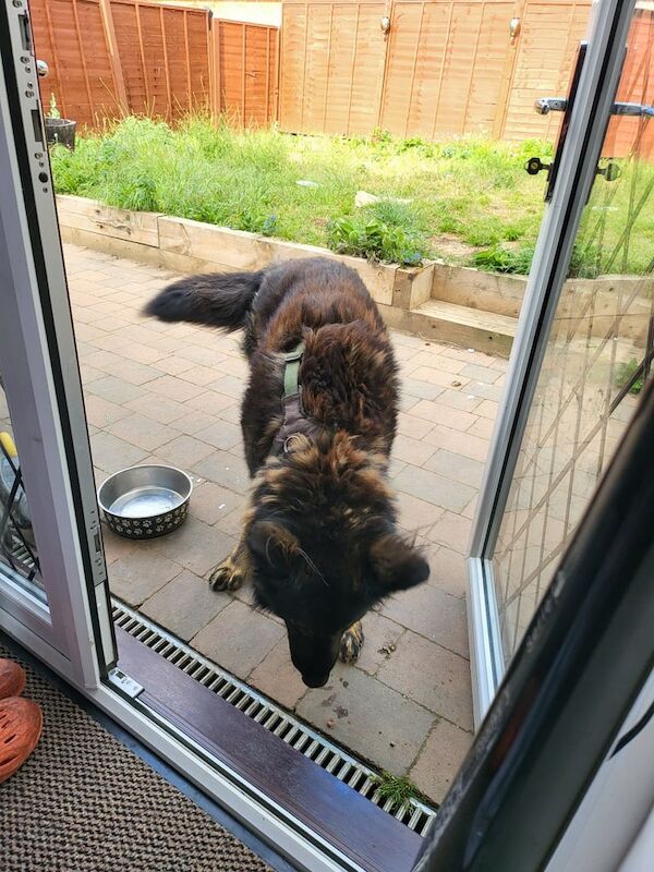 CZECH GERMAN SHEPHERD....FREE...FREE for sale in Harrow, Greater London | Image 3
