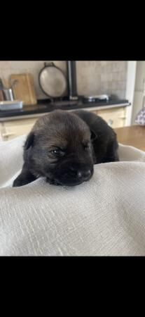 Czech line German Shepherd Puppies for sale in Nuneaton, Warwickshire - Image 1