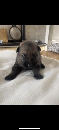 Czech line German Shepherd Puppies for sale in Nuneaton, Warwickshire - Image 2