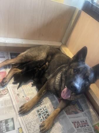 Czech line German Shepherd Puppies for sale in Nuneaton, Warwickshire - Image 3