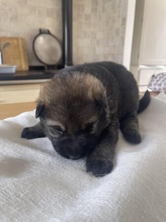 Czech line German Shepherd Puppies for sale in Nuneaton, Warwickshire - Image 5