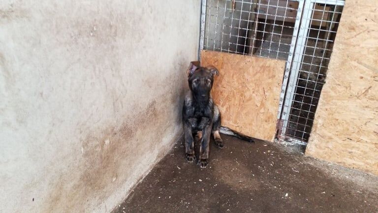 German Shepherd puppies for sale in Londonderry, County Londonderry – KC registered, 3 months old - Image 2 of 4
