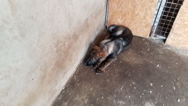 German Shepherd puppies for sale in Londonderry, County Londonderry – KC registered, 3 months old - Image 3 of 4