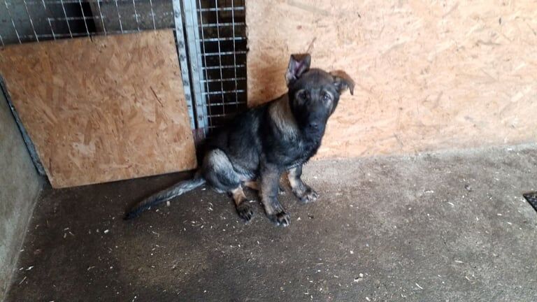 German Shepherd puppies for sale in Londonderry, County Londonderry – KC registered, 3 months old - Image 4 of 4