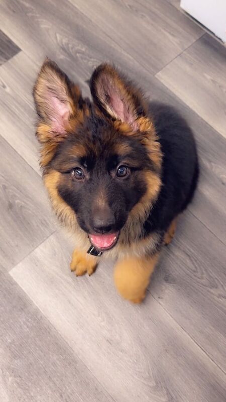 German Shepherd puppies for sale in Southwark, Greater London – 8 weeks old