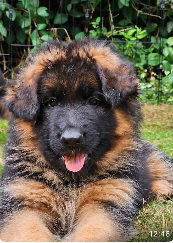 German Shepherd puppies for sale in Southwark, Greater London – 8 weeks old - Image 2 of 3
