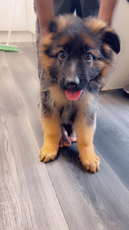 German Shepherd puppies for sale in Southwark, Greater London – 8 weeks old - Image 3 of 3