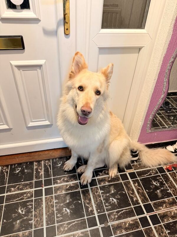 German Shepherd puppies for sale in Leicester, Leicestershire – 11 weeks old