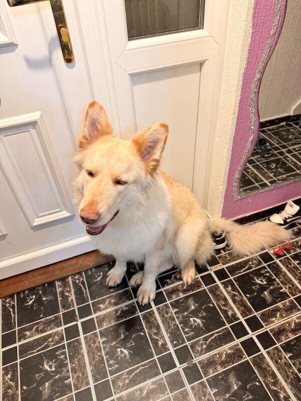 Daisy,German Shepherd - Image 2 of 5