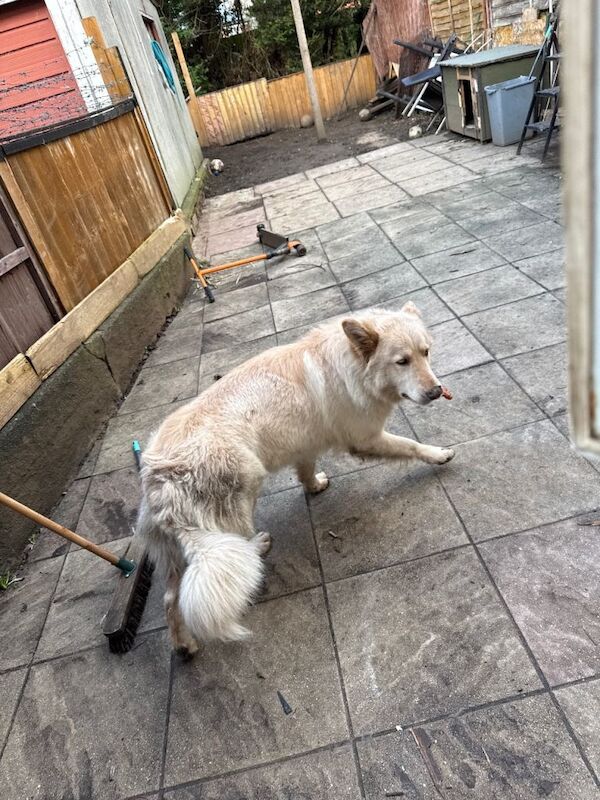 Daisy,German Shepherd - Image 4 of 5