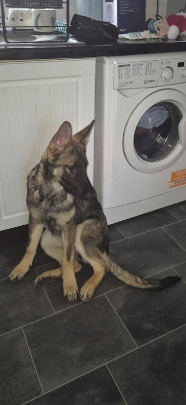 German Shepherd puppies for sale in Sheldon, West Midlands – KC registered, 4 months old - Image 2 of 3