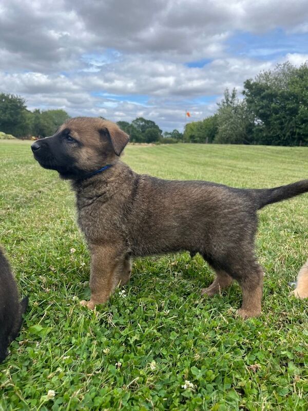DDR Shepard x Malinios puppies