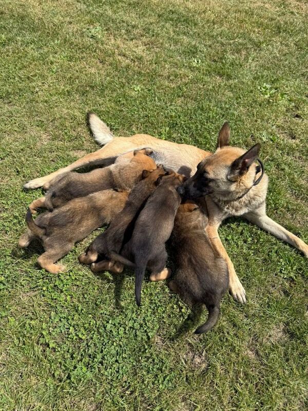 DDR Shepard X malinios puppies looking for forever homes - Image 2 of 4