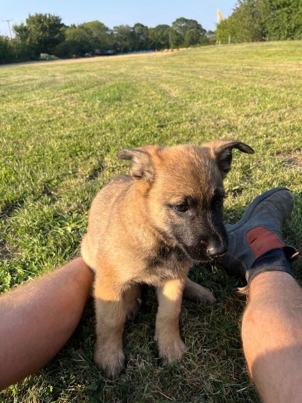 DDR Shepard X malinios puppies looking for forever homes - Image 4 of 4