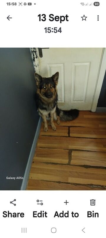 German Shepherd puppies for sale in Woodlands, South Yorkshire – 1 year old