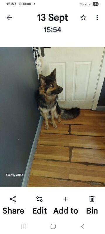 German Shepherd puppies for sale in Woodlands, South Yorkshire – 1 year old - Image 2 of 2