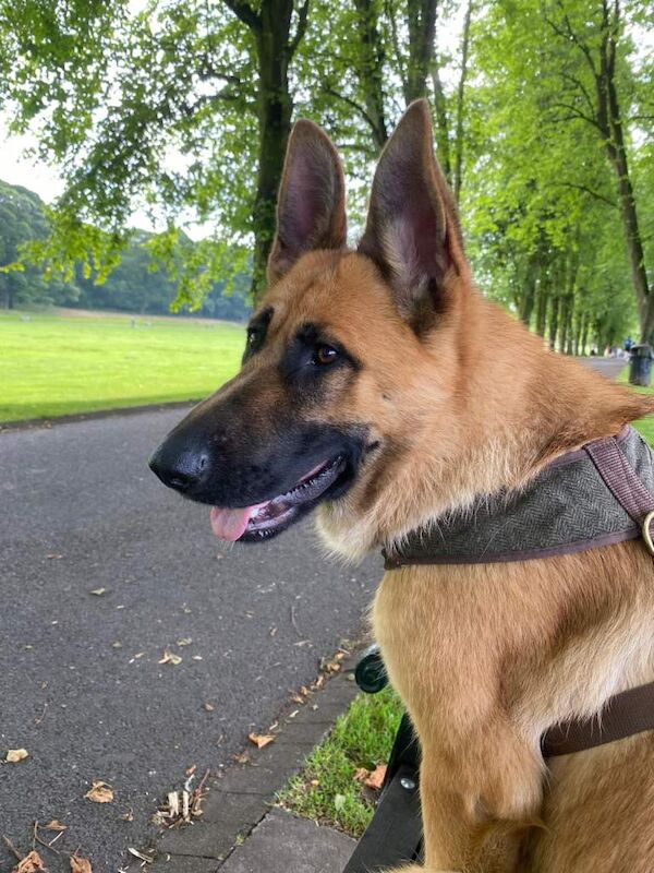 German Shepherd Puppies For Sale