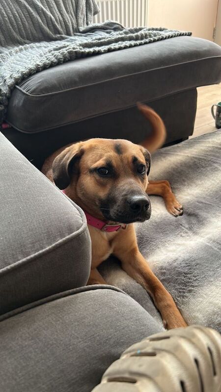 Dog for rehome
