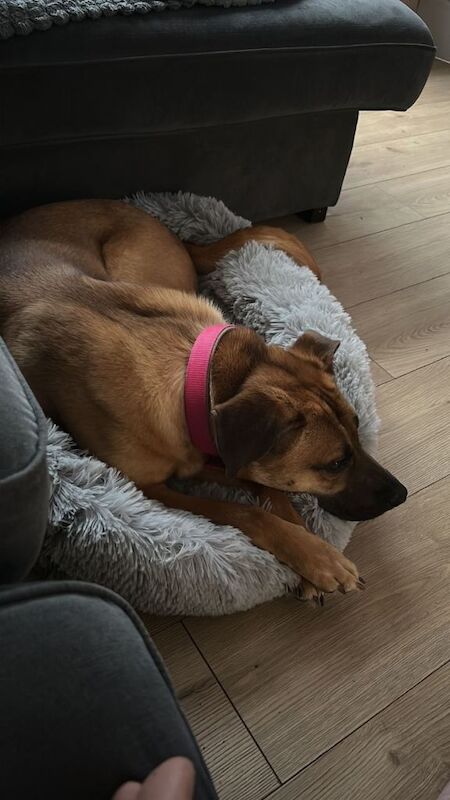 Dog for rehome - Image 2 of 5