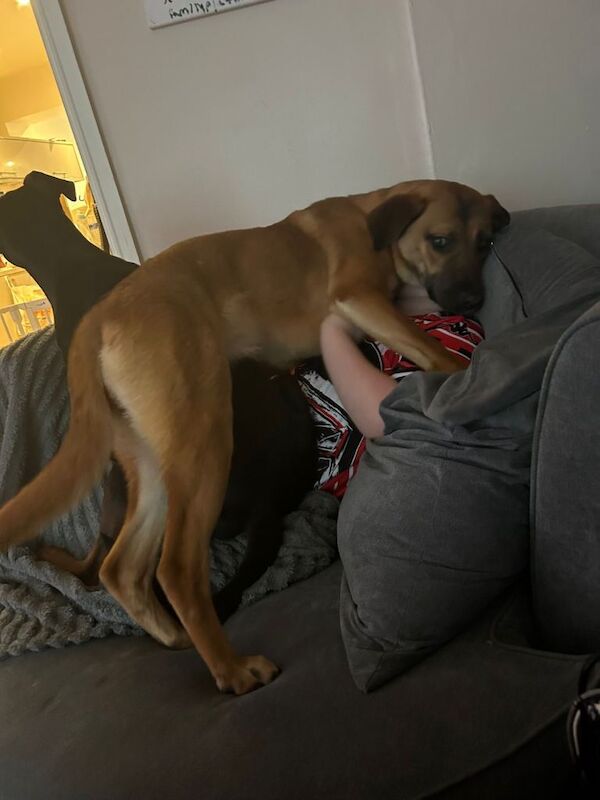 Dog for rehome - Image 3 of 5