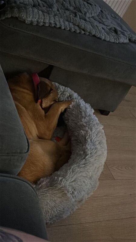 Dog for rehome - Image 4 of 5