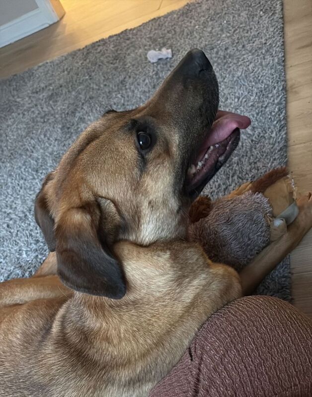 Dog for rehome - Image 5 of 5