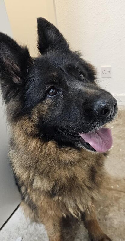 German Shepherd puppies for sale in Bradford, West Yorkshire – 2 years old