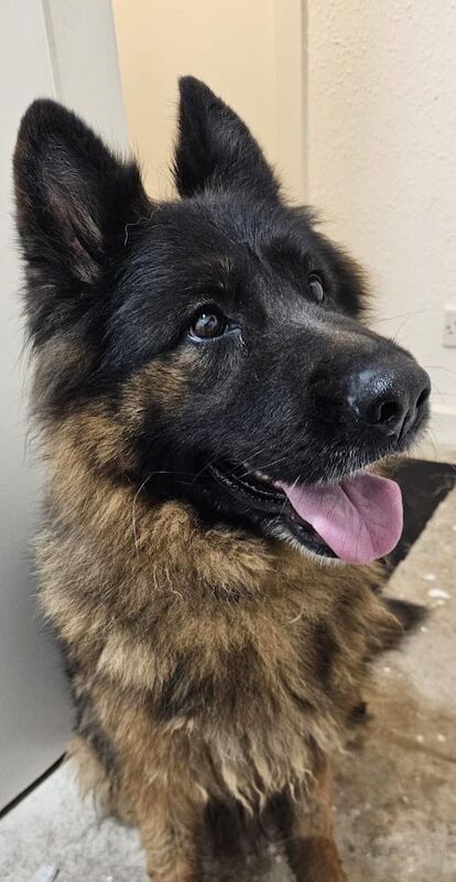 dog for sale - Image 2 of 2