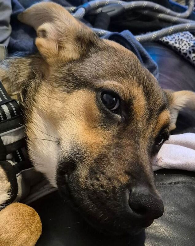 Dog for sale
