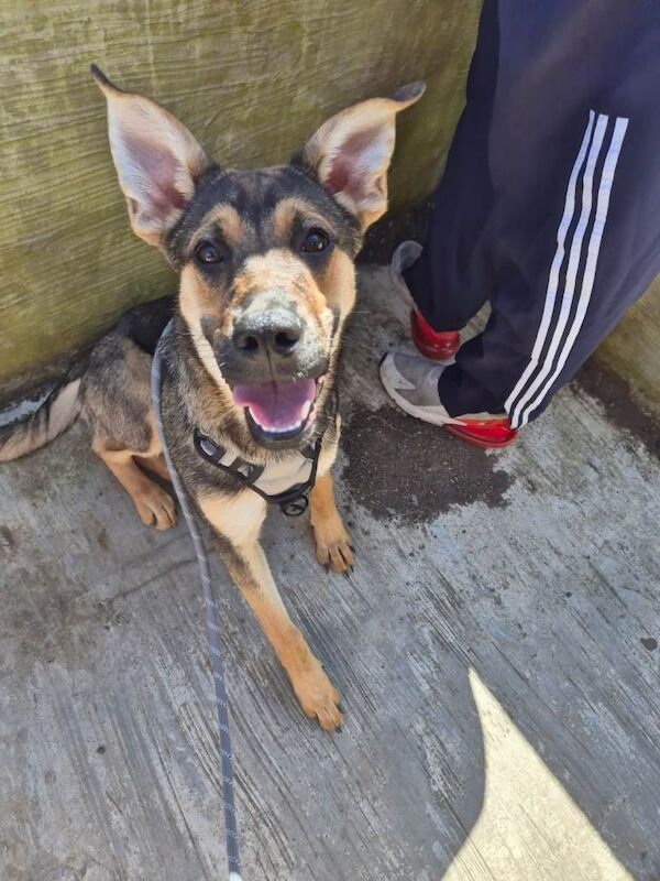 Dog for sale - Image 2 of 3
