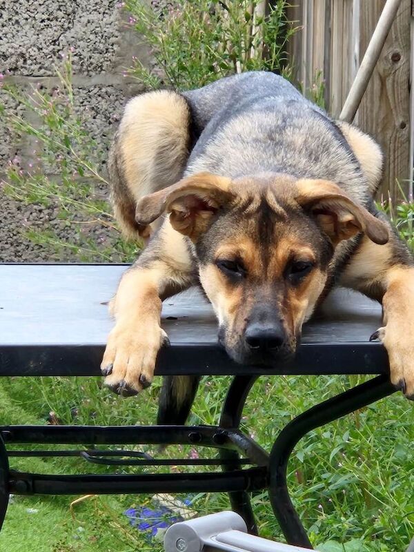 Dog for sale - Image 3 of 3