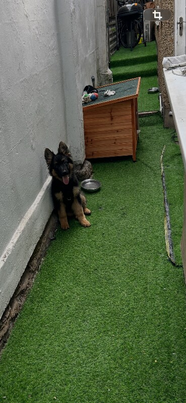 Dog german shepherd 13 weeks
