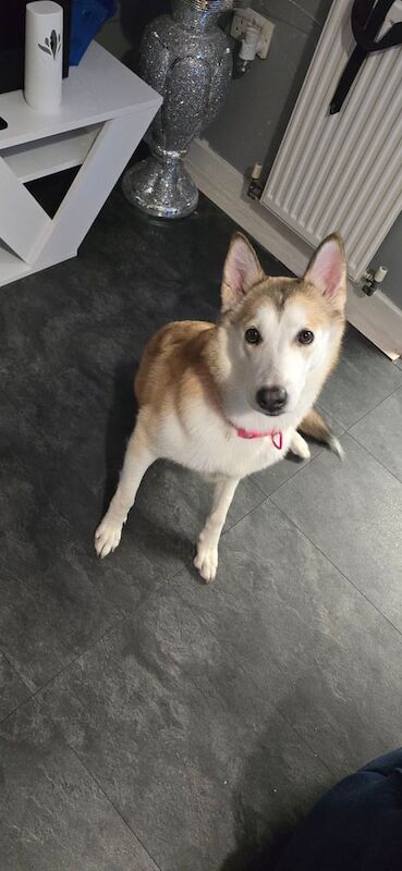 Dog German shepherd mix with Husky - Image 2 of 3