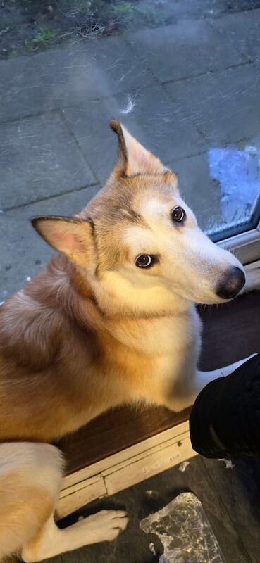 Dog German shepherd mix with Husky - Image 3 of 3