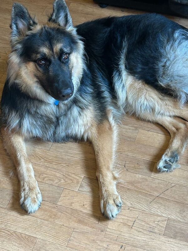 German Shepherd Puppies For Sale