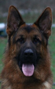 German Shepherd puppies for sale in Faversham, Kent – KC registered, 7 months old - Image 4 of 6