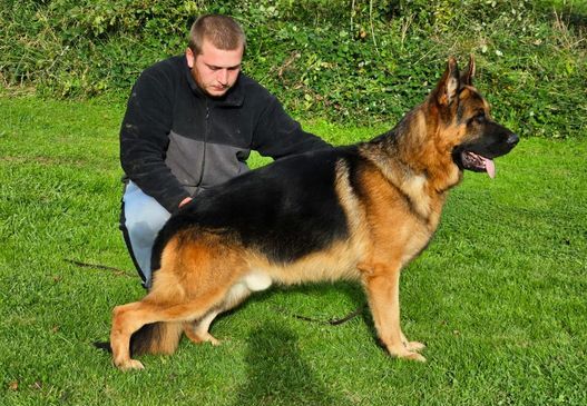 German Shepherd puppies for sale in Faversham, Kent – KC registered, 7 months old - Image 5 of 6