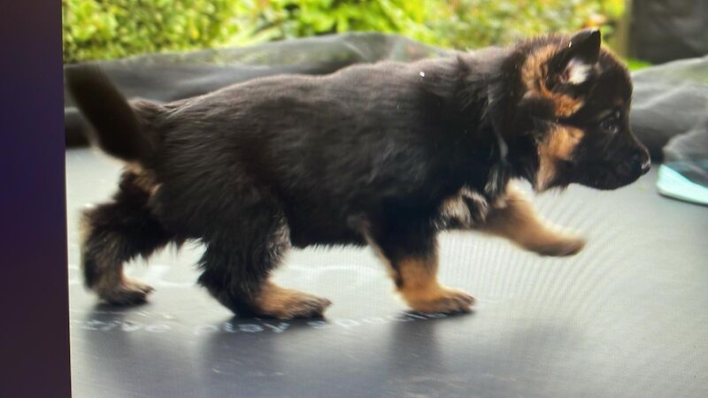 German Shepherd puppies for sale in Faversham, Kent – KC registered, 7 months old - Image 6 of 6