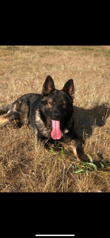 Elite Czech German Shephefd Puppies Available!! - Image 2 of 3